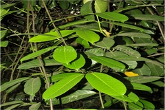 Anodendron paniculatum